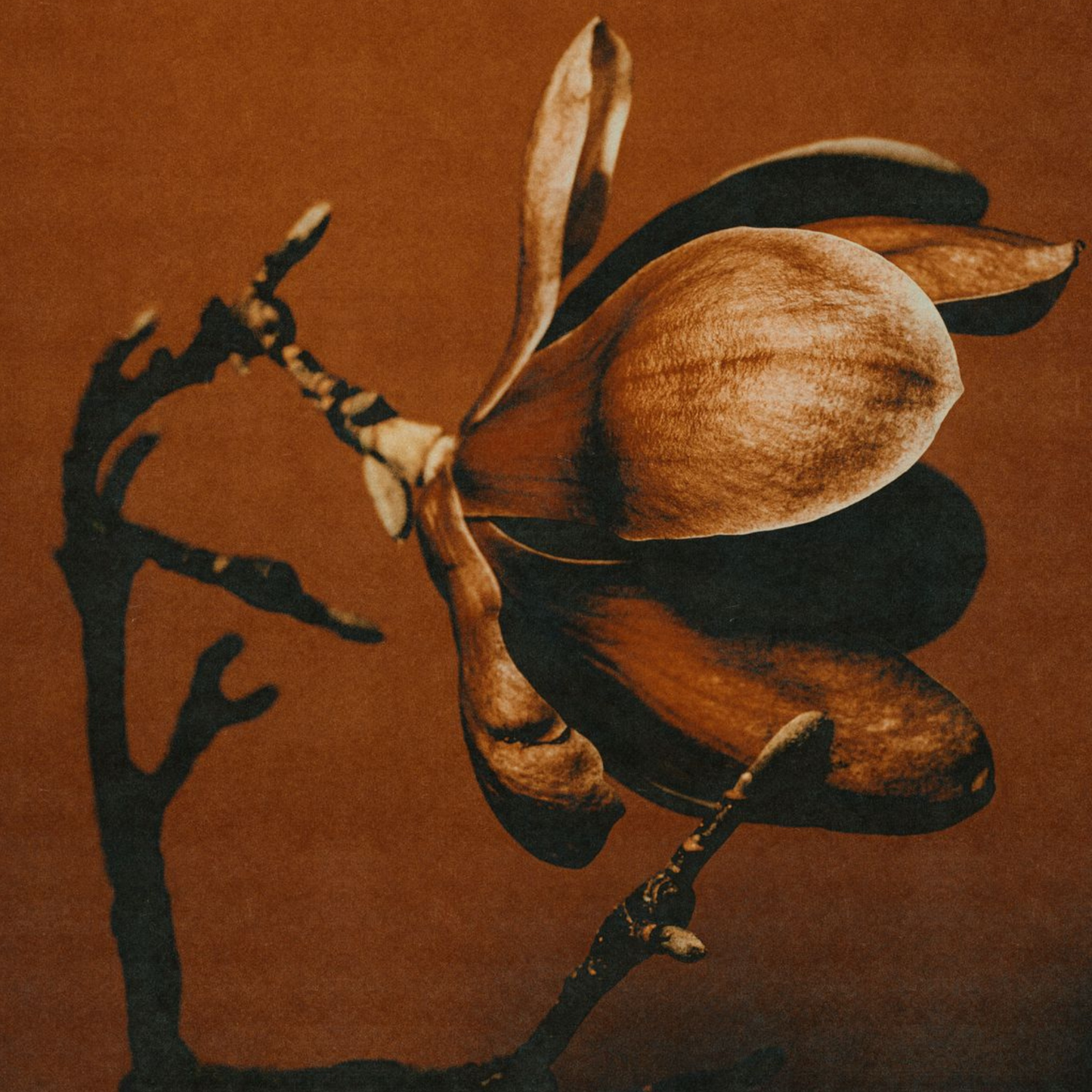 Magnolia (Champa) Sticks of Premium Incense