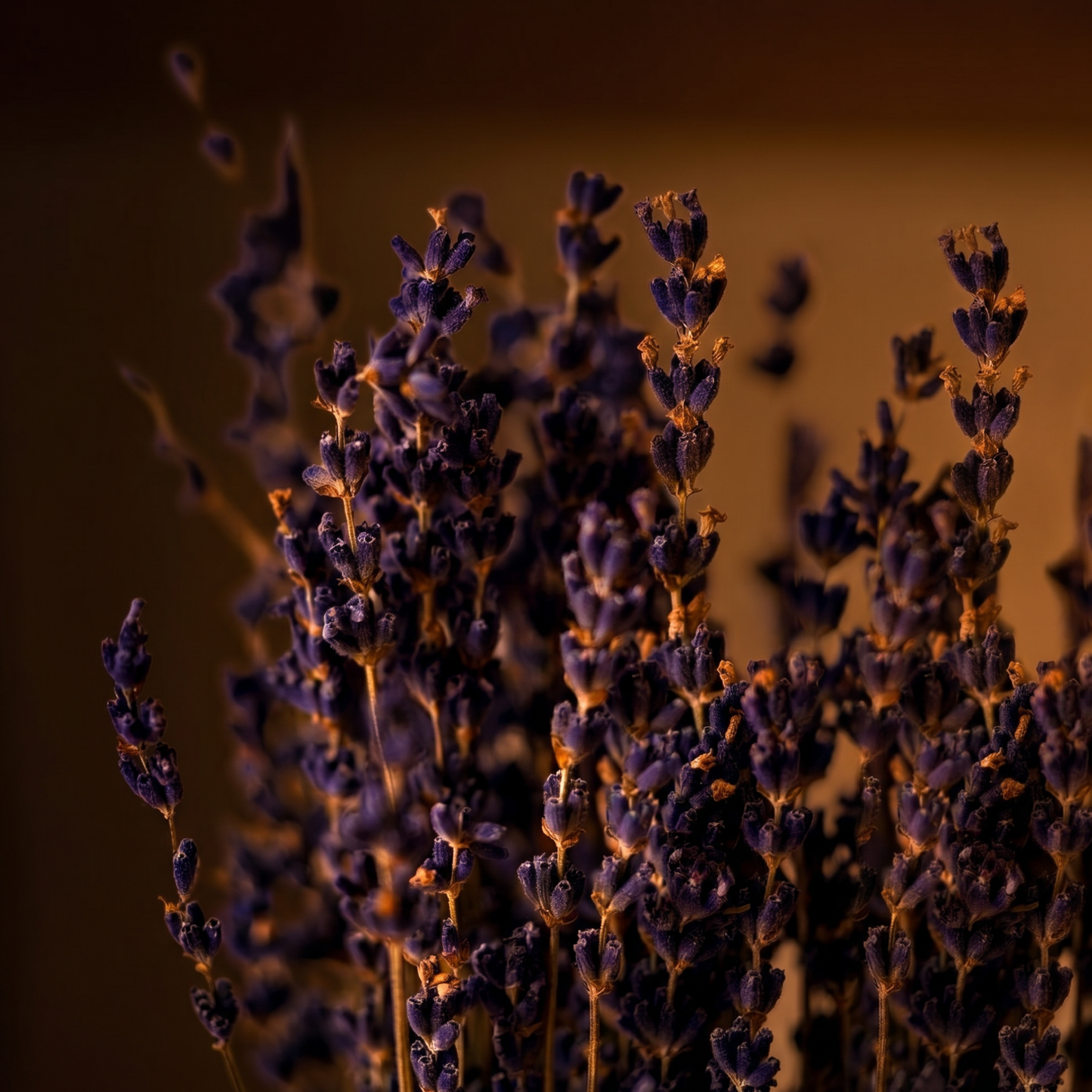 Lavender Backflow Cones of Premium Incense