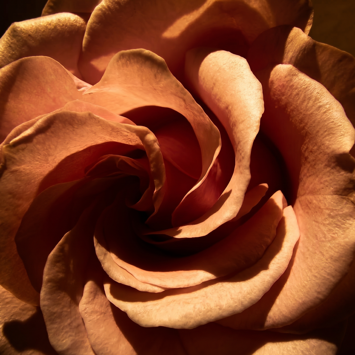 Rose Backflow Cones of Premium Incense
